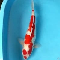 Kohaku.. 48cm. female