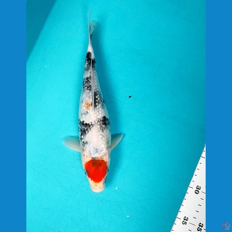 TANCHO.SHOWA GINRIN 28CM FM