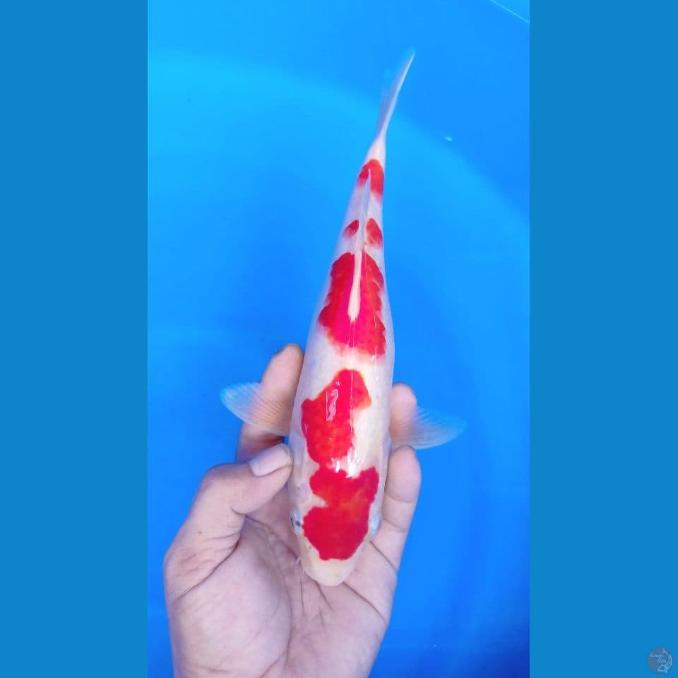 M 28CM KOHAKU RED STRONG POLA SAKURA