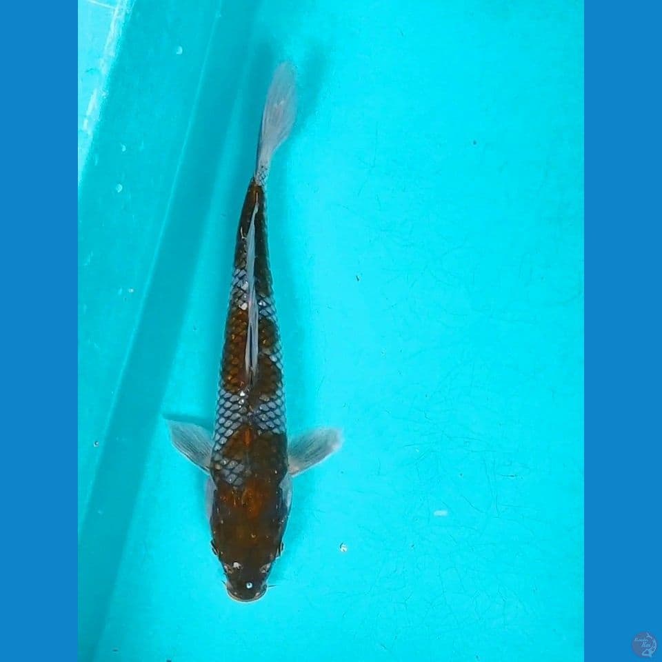 OCHIBA 31CM FM
