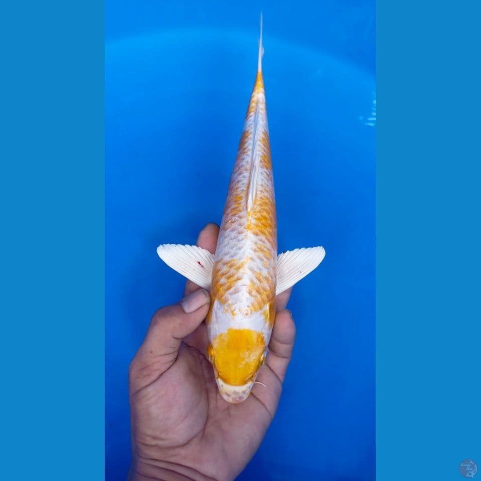 M 33CM MARUTEN HARIWANKE