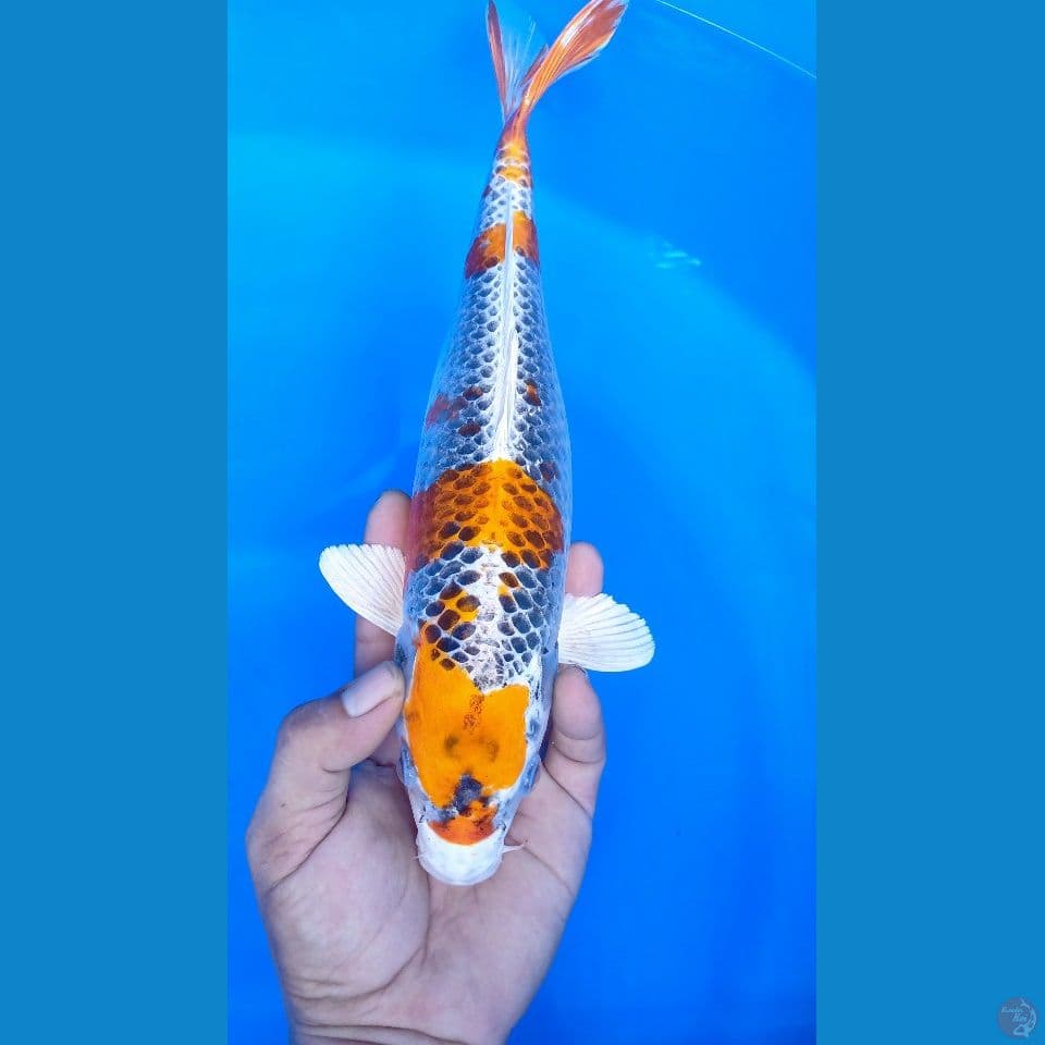 F 35CM. KUJAKU