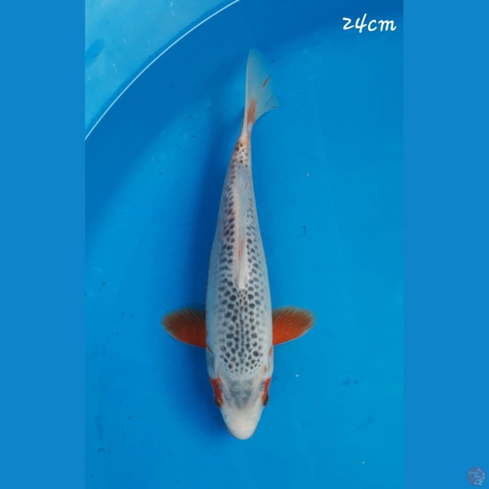 Asagi 24cm