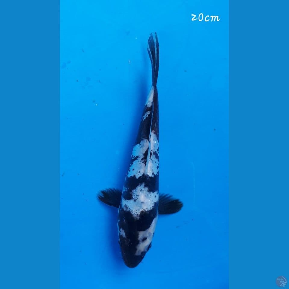 Shiro doitz 20cm