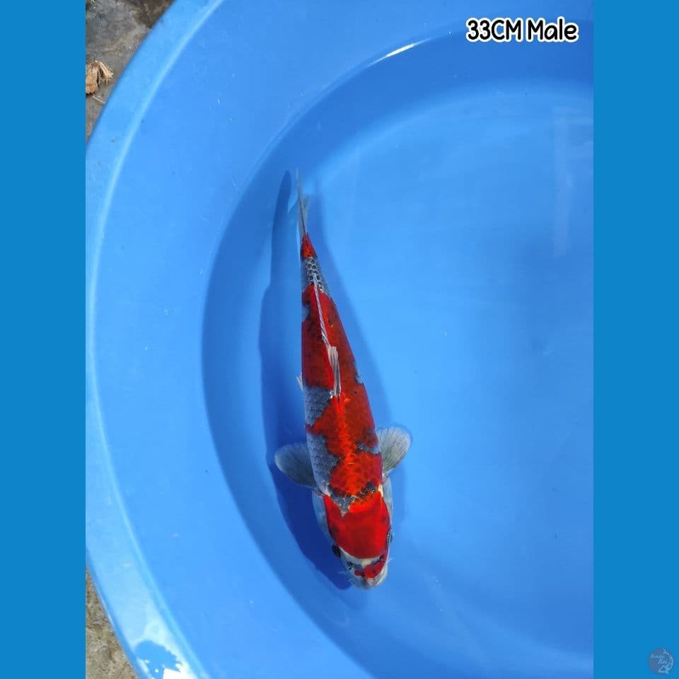 HQ KURO GHOSIKI 33CM-MALE