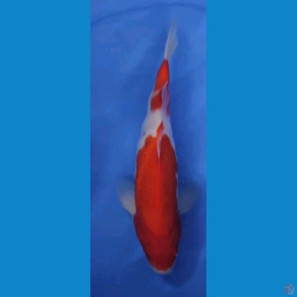 KOHAKU 2 STEP BERPUNUK 26 CM FEMALE