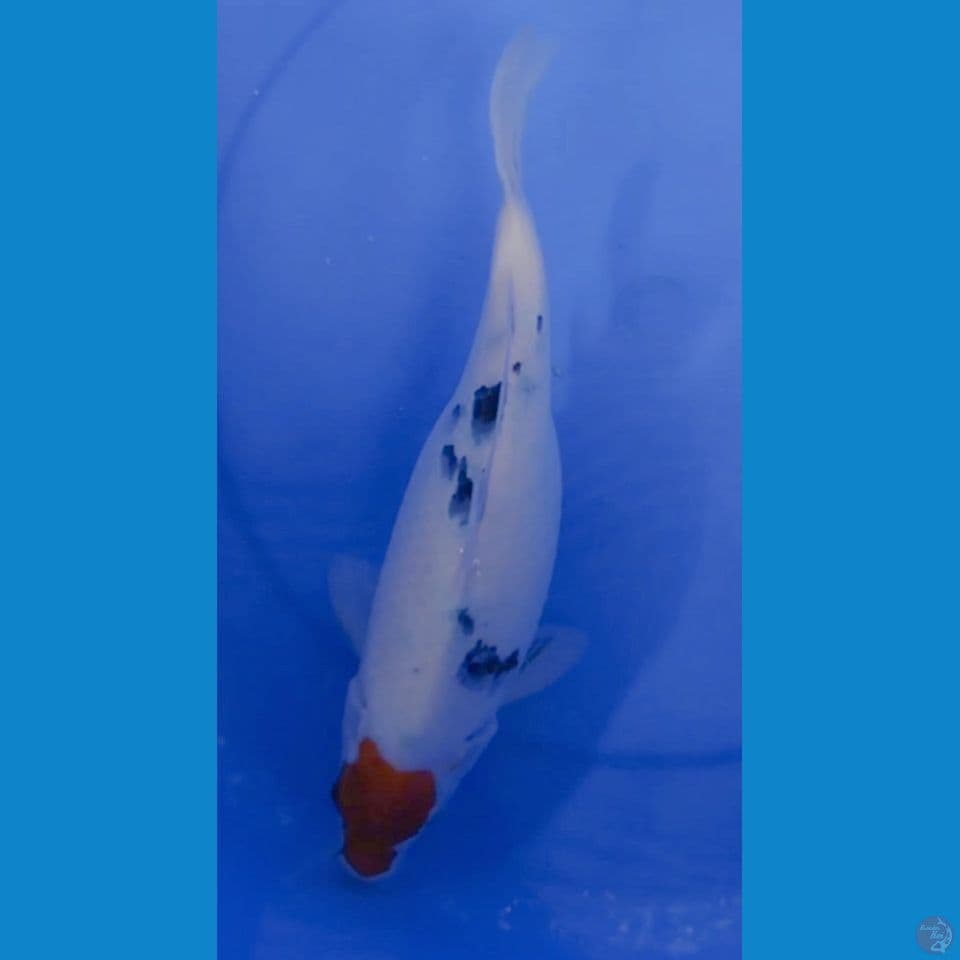 Original Tancho Sanke 31 cm FM 