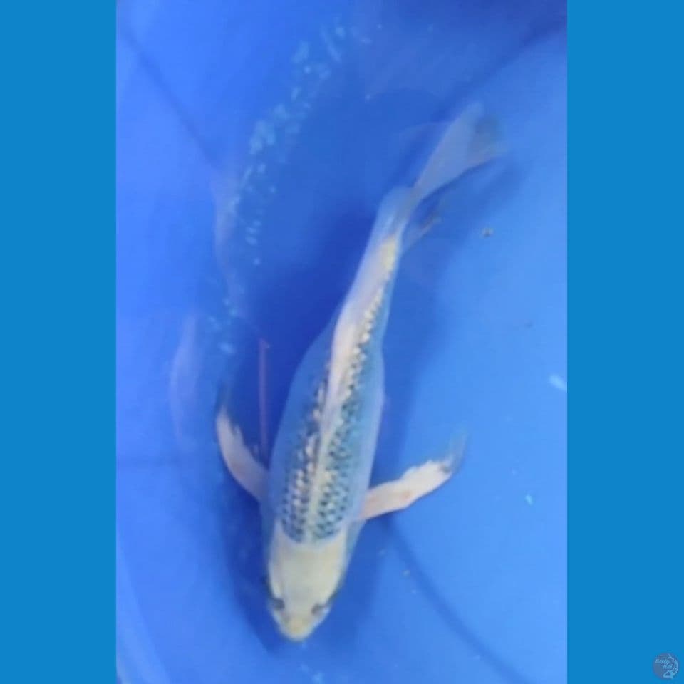 KUMPAY MUKASI FULL GINDRIN TOOOP 27 CM FEMALE