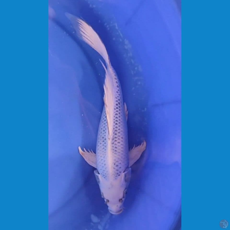 KUMPAY MUKASI 30 CM FEMALE