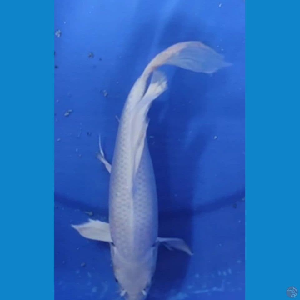 KUMPAY PLATINUM SALJU PUTIH BERSIH 23 CM FEMALE
