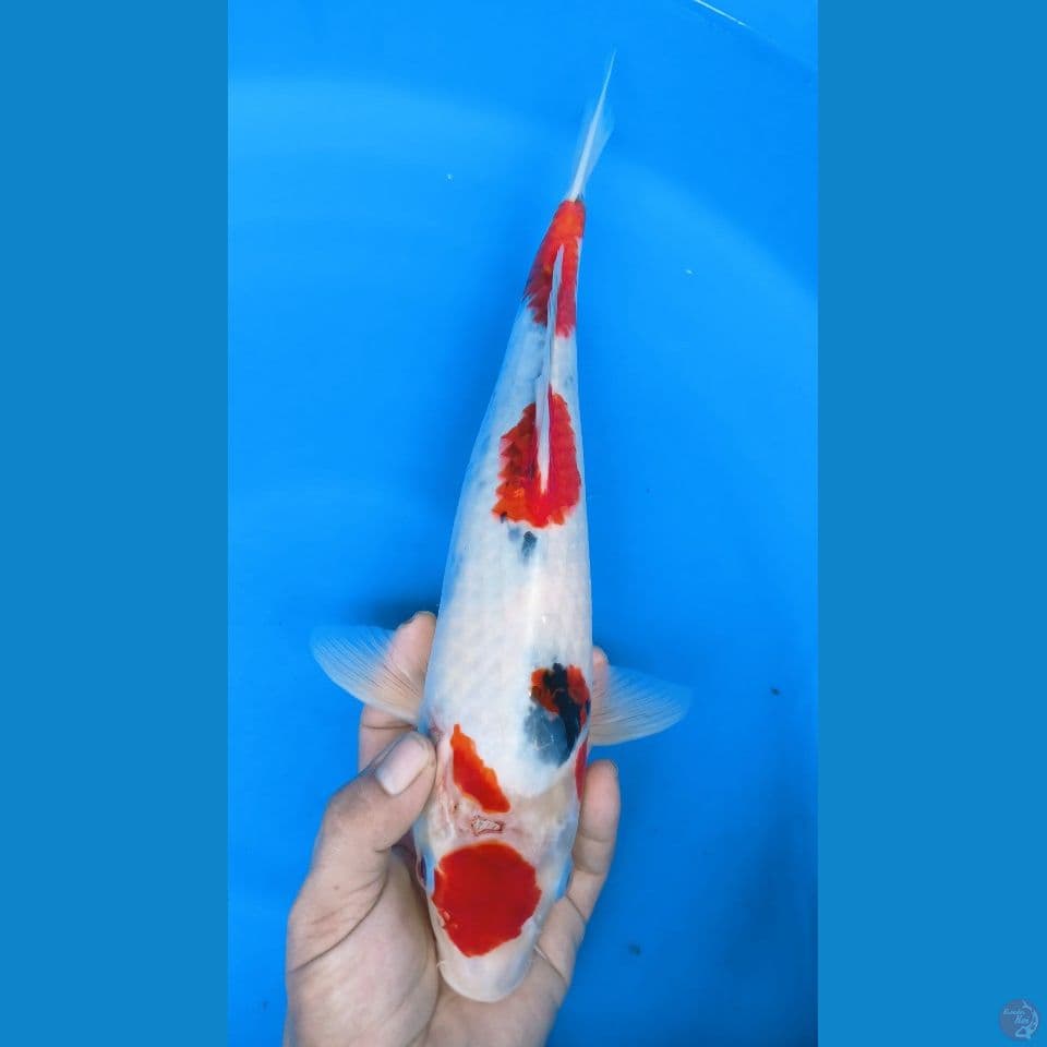 F 40CM SHOWA TATEGOI