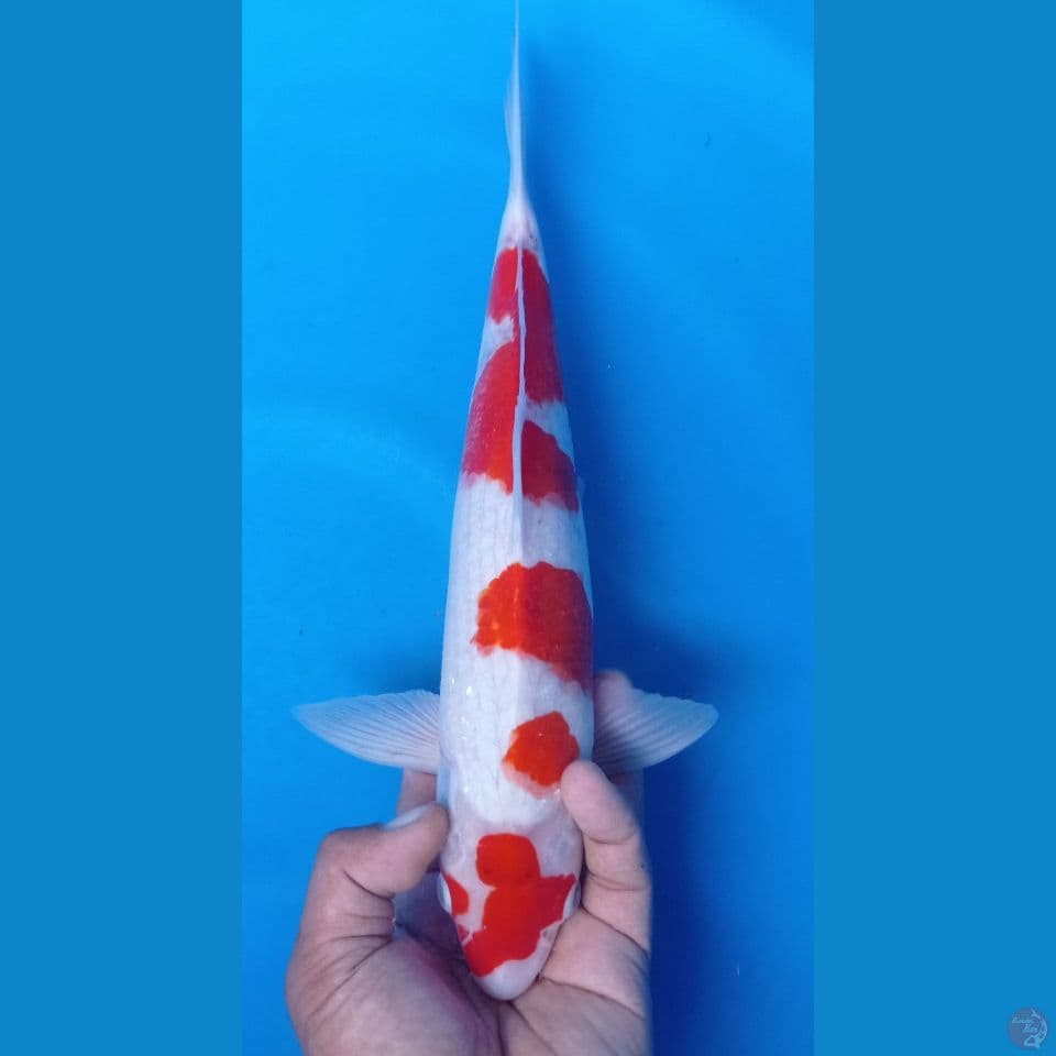 aigoromo 36cm