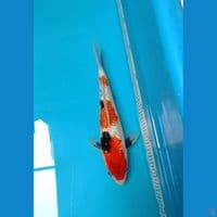 showa Ginrin 27cm jantan