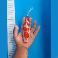 Kucibeni 20cm