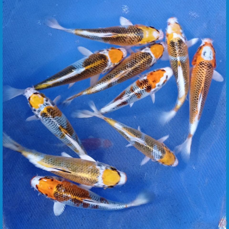 kujaku 15,17cm