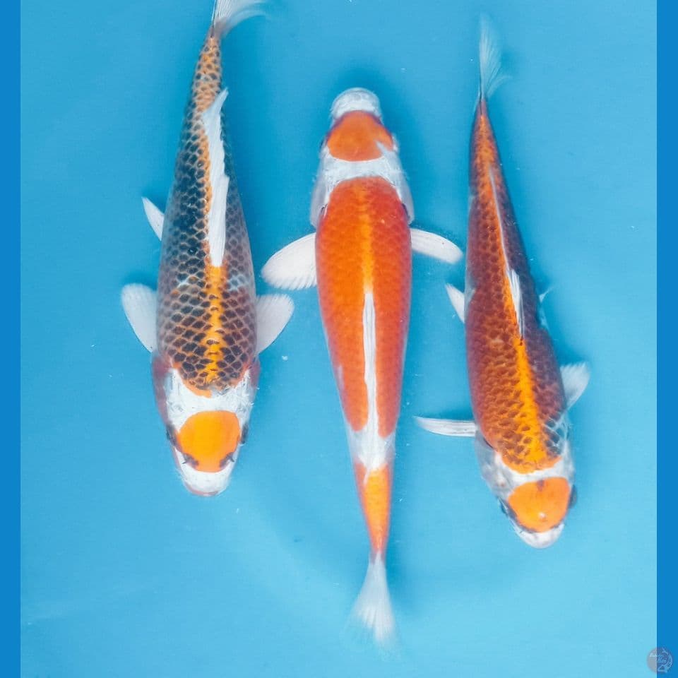 maruten kujaku 25cm