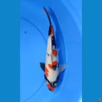 Kindai showa 35cm