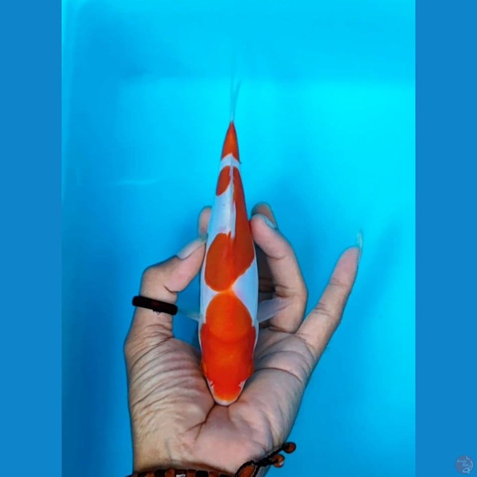 kohaku doitsu murni//original//19 cm