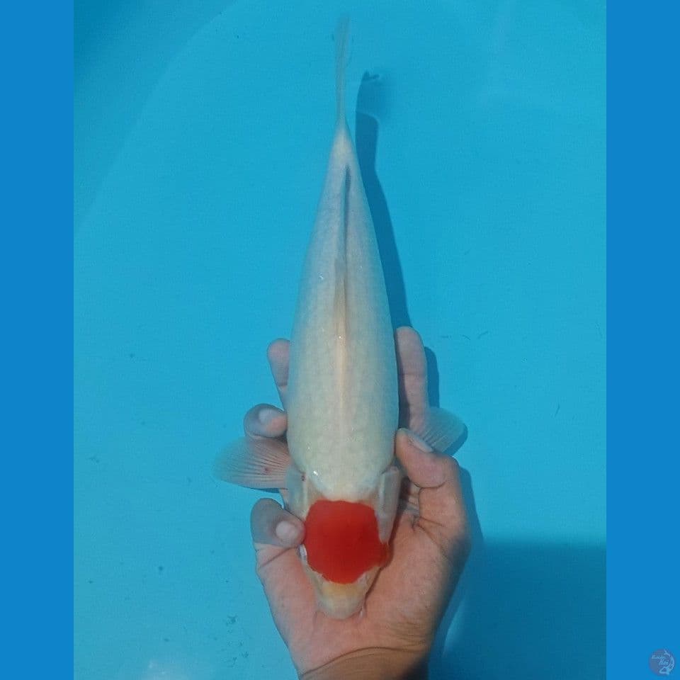 TC sz 35cm/male