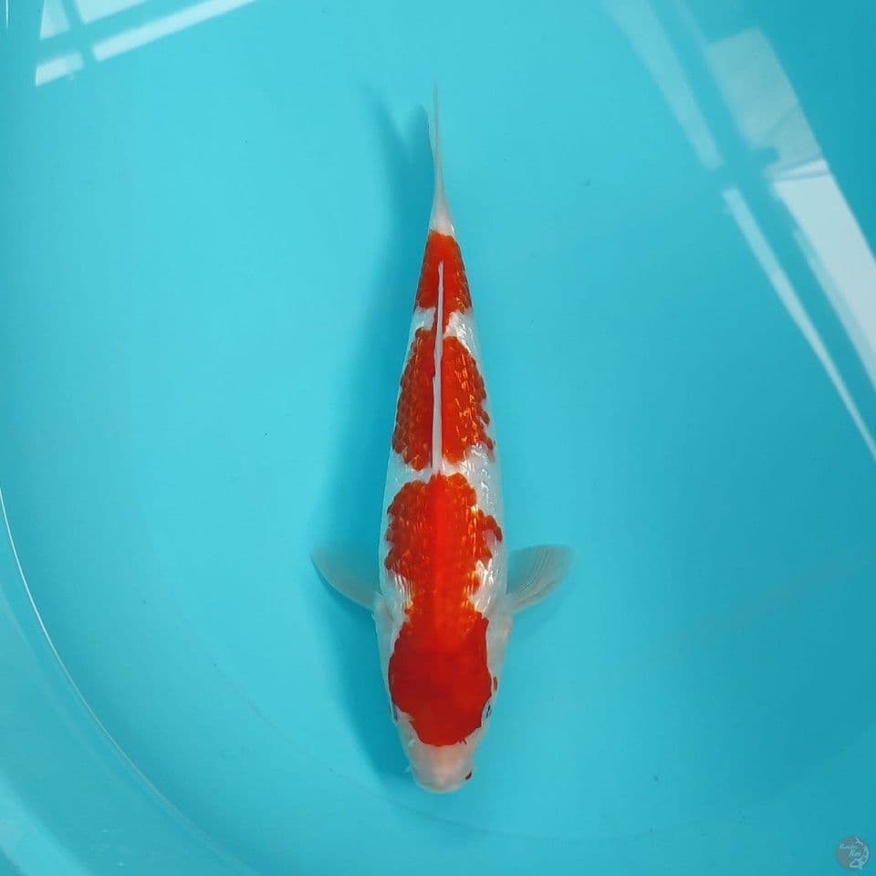 kohaku 29cm/fm