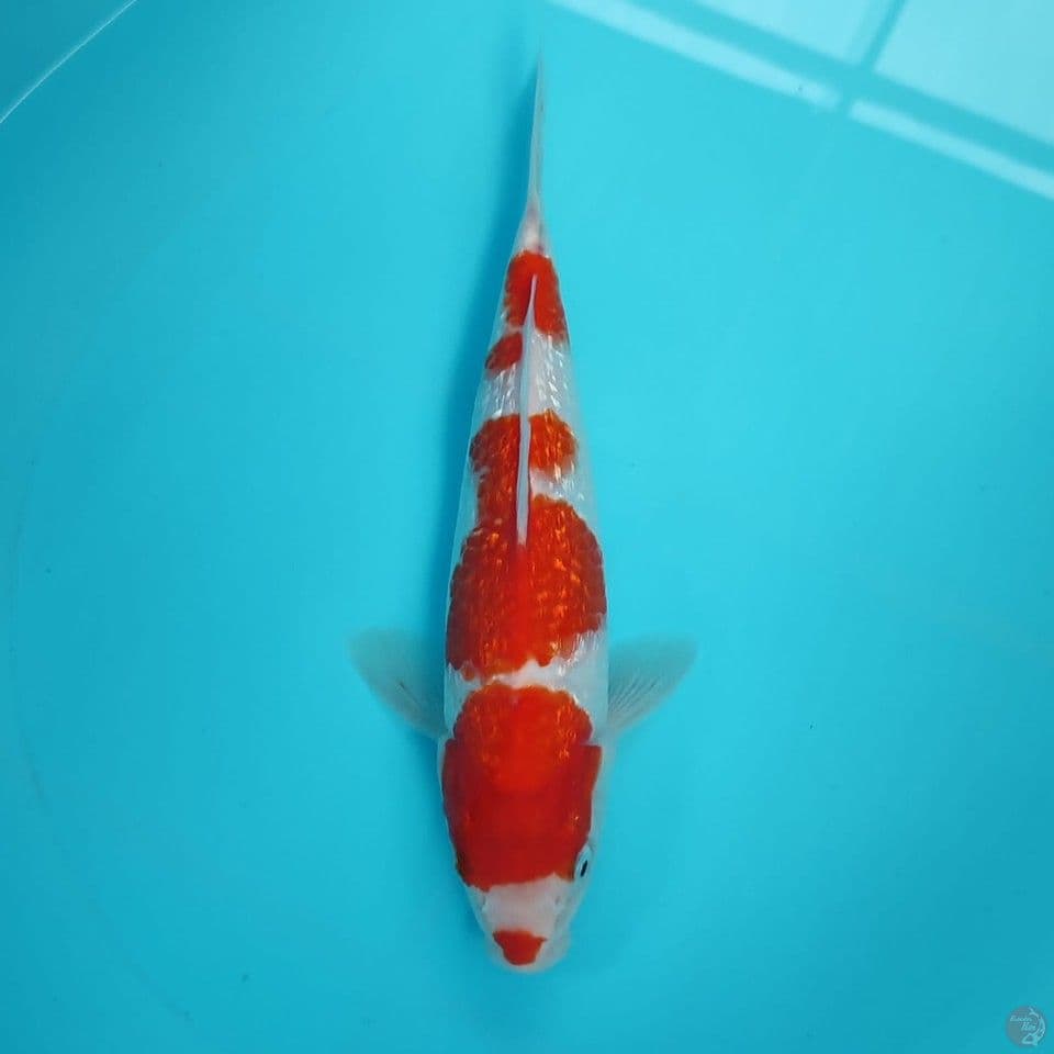 kohaku 30cm/male
