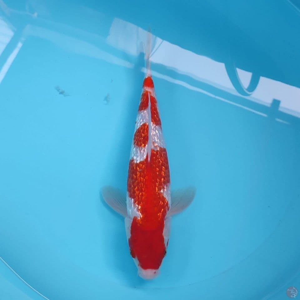 kohaku 30cm/male