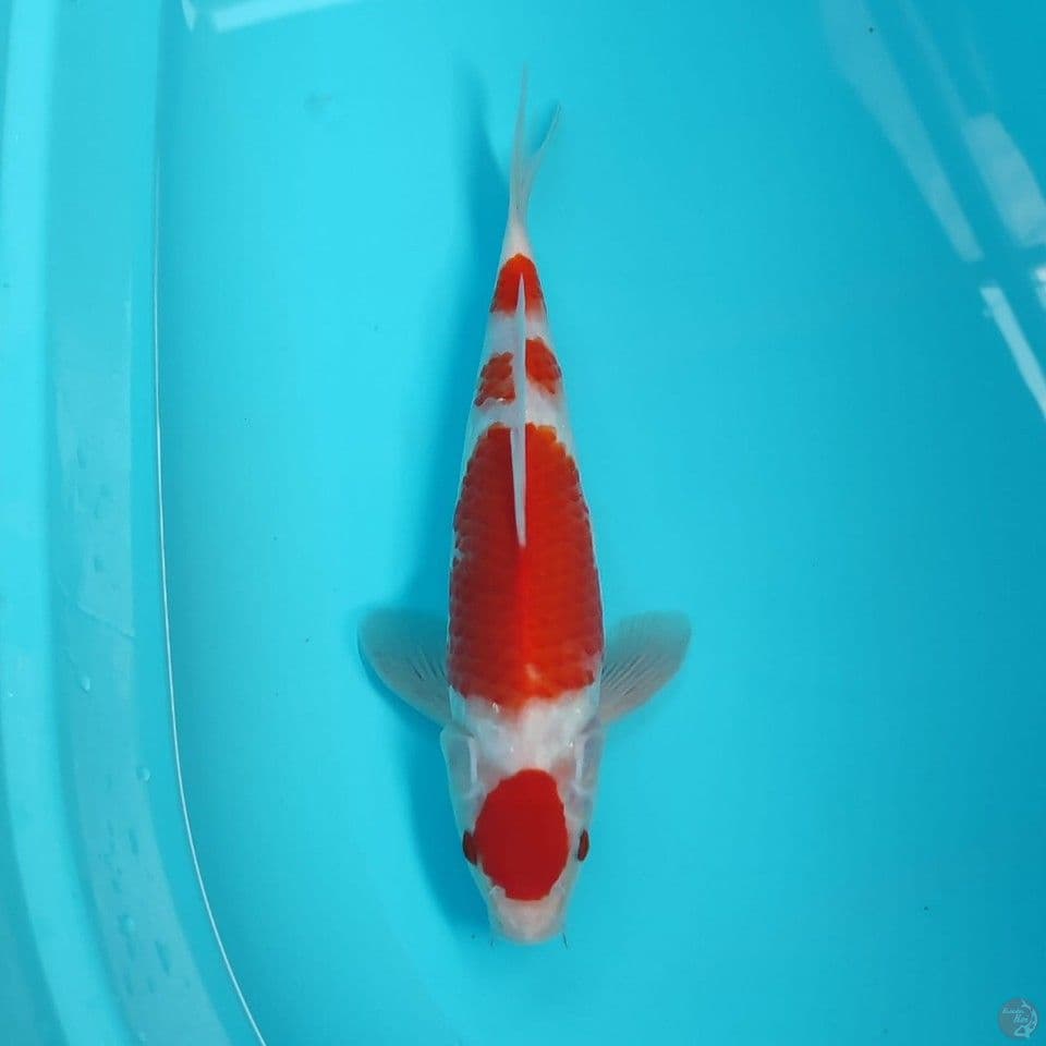 kohaku 29cm/male