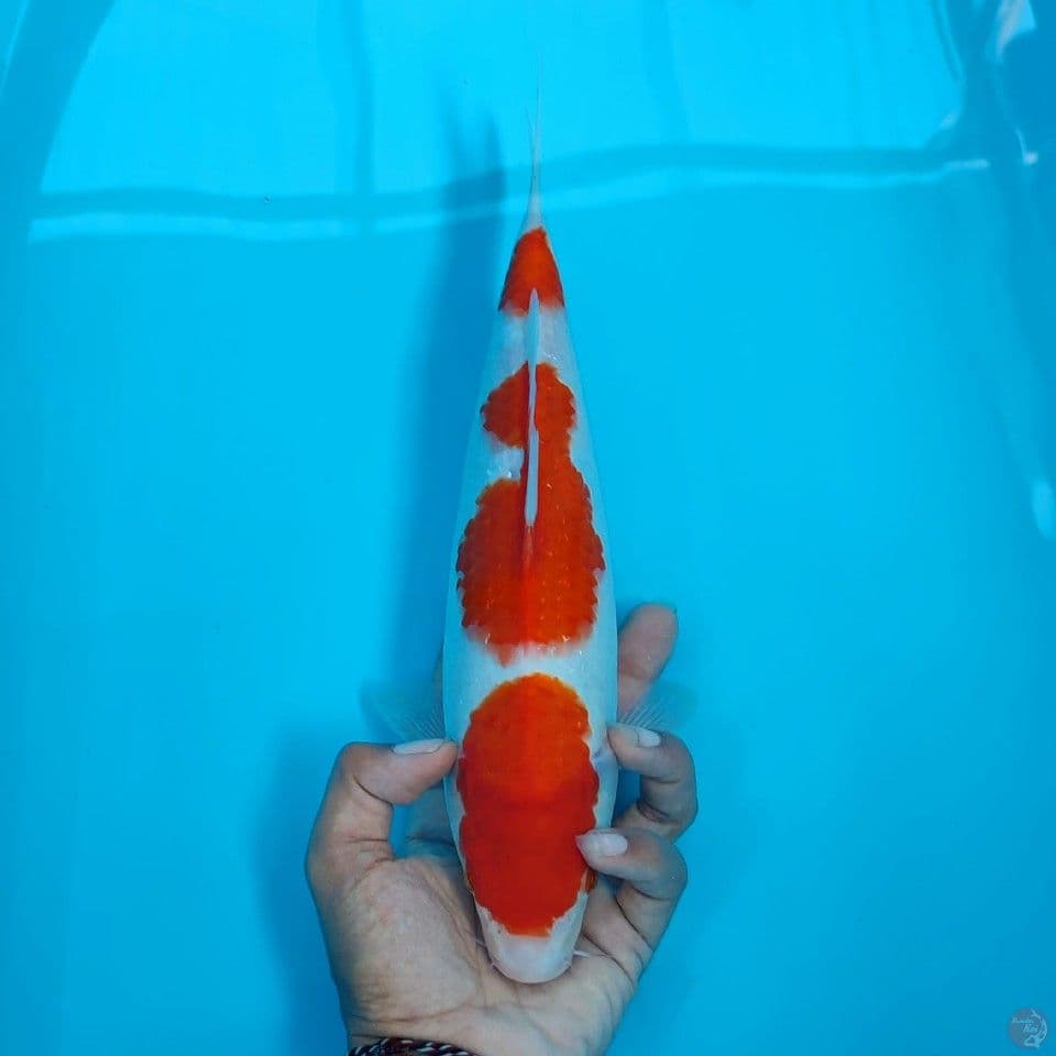 kohaku 34cm/fm