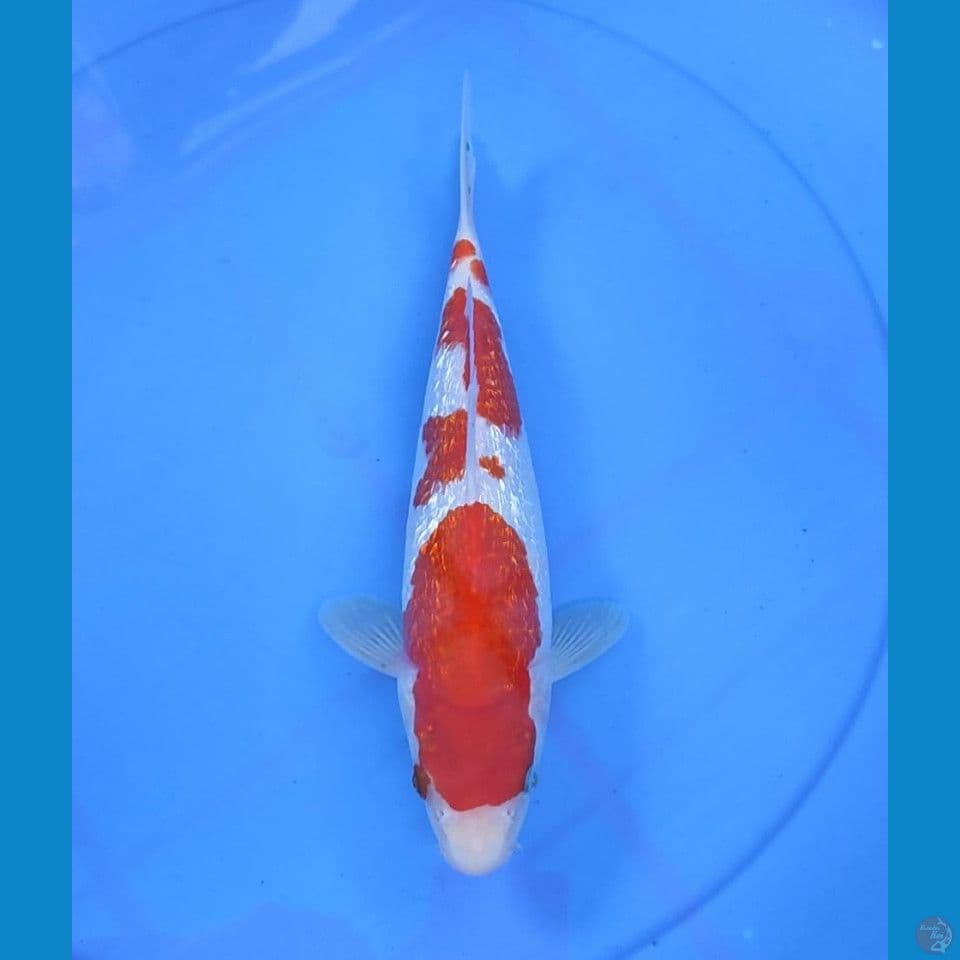kohaku 30cm/fm