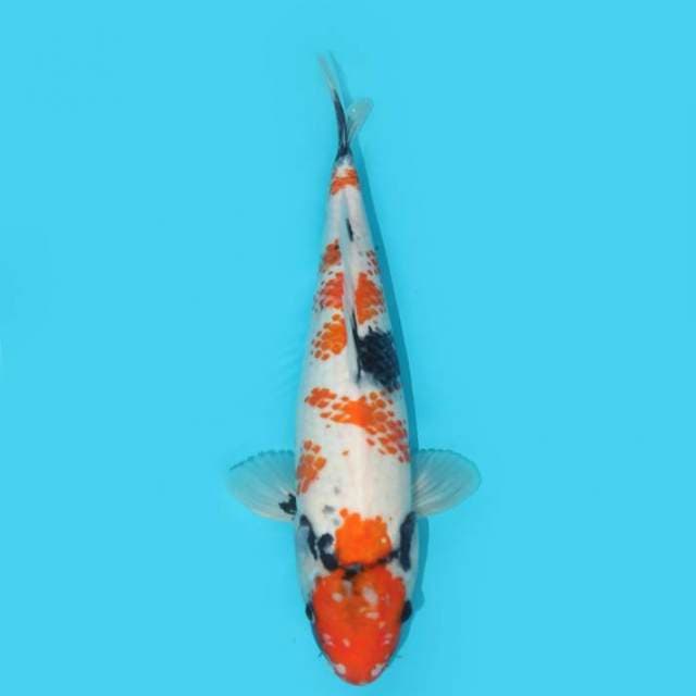 KANOKO SHOWA 35 CM