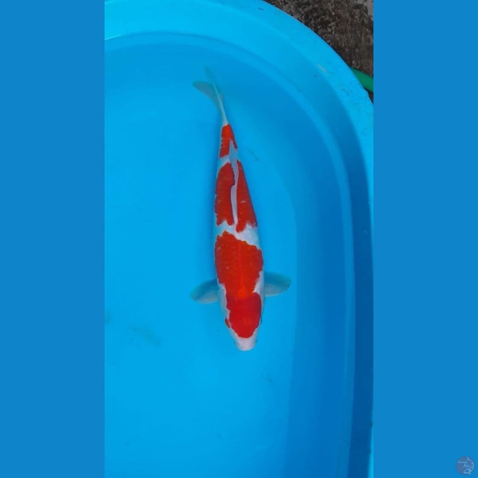 Male 36cm
