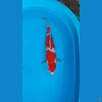 Male 36cm
