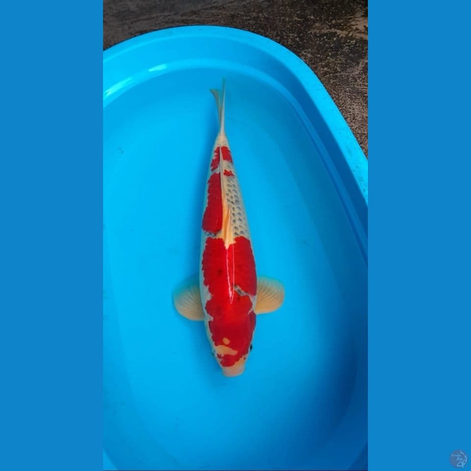 Ghosiki Jantan 55Cm