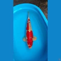 Ghosiki Jantan 55Cm