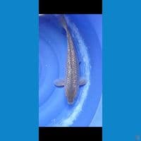 42Cm MALE Video cek Whatsap