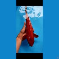 44CM MALE VIDEO CEK VIA WHATSAP