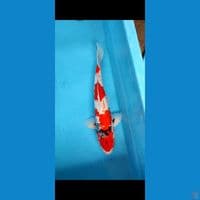 MALE 52CM SHOWA PEJANTAN