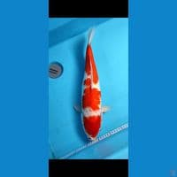 MALE 50CM F1