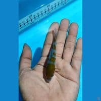 Mini Uchiba up to 12