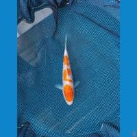 Yelow KOHAKU 18cm