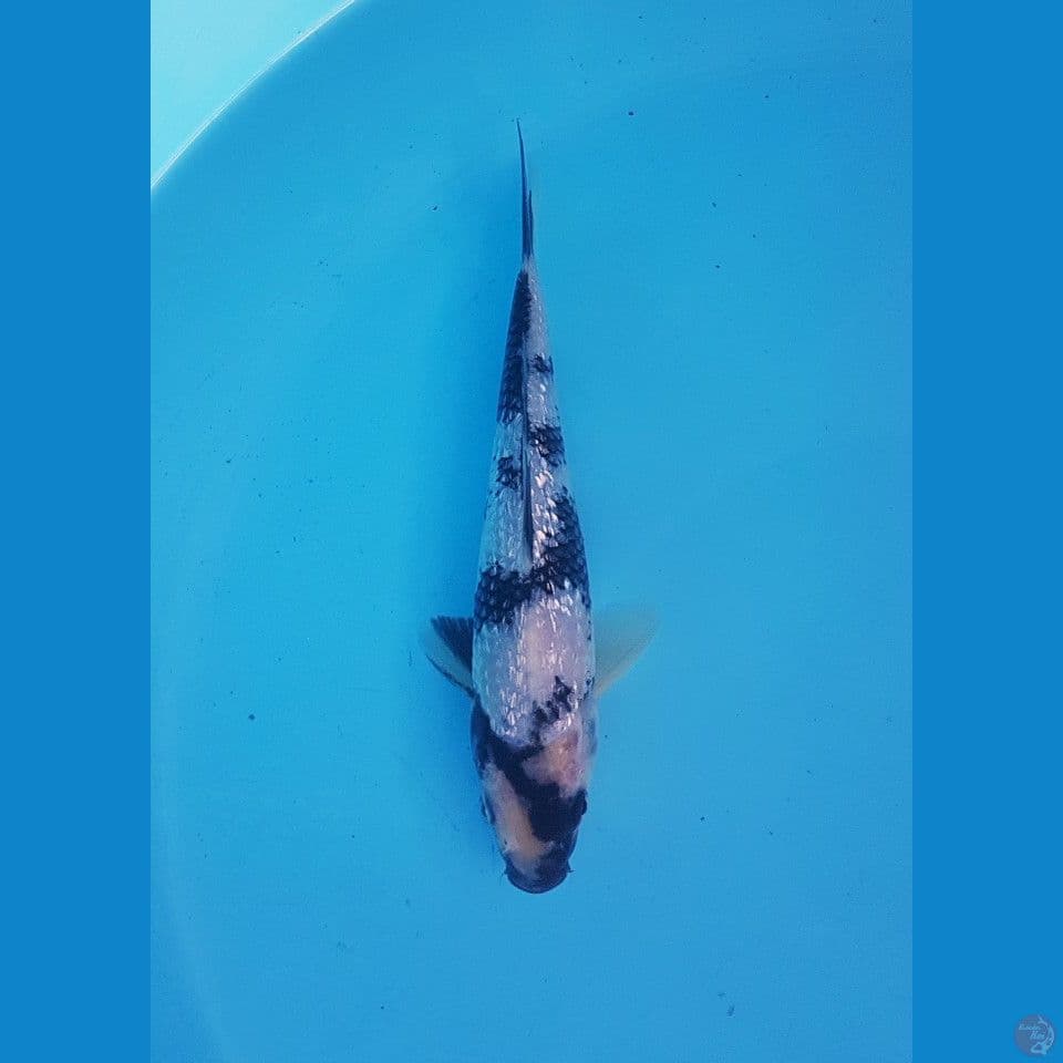 shiro ginrin 19cm