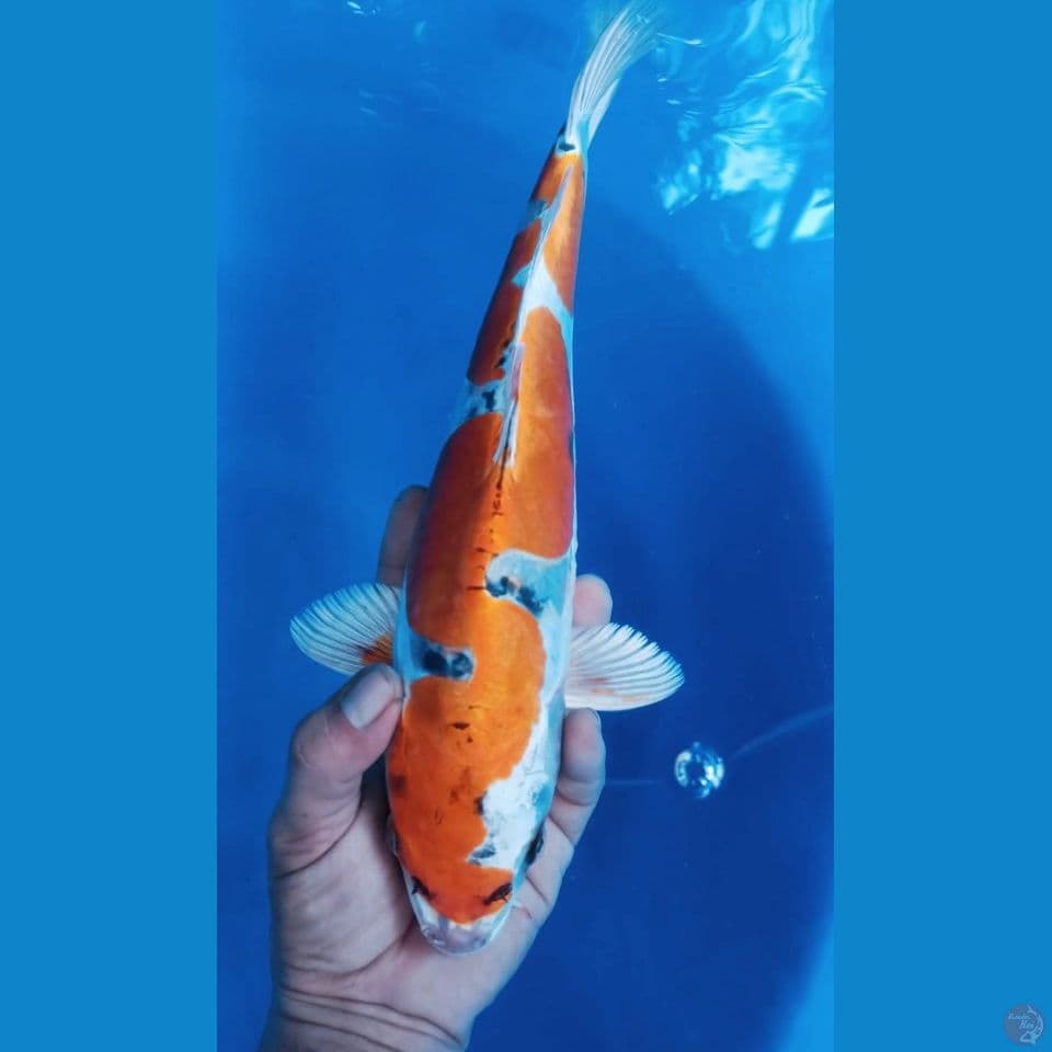 M 36CM INAZUMA KIKOKURYU