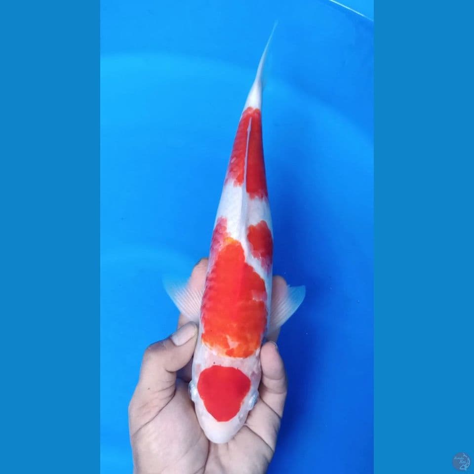M 33CM MARUTEN KUHAKU