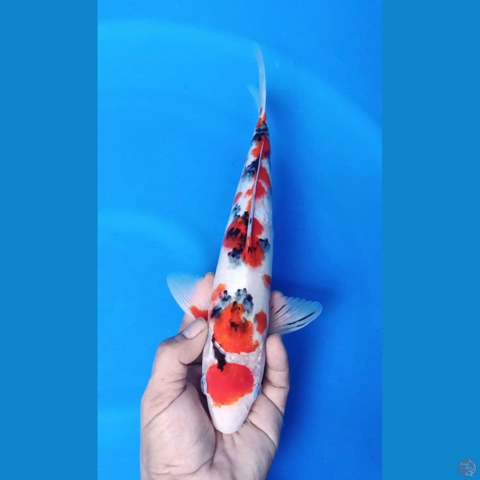 M 33CM MARUTEN SANKE
