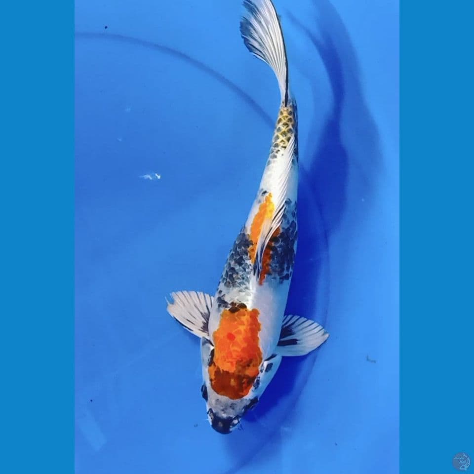 showa hikari short 33cm M