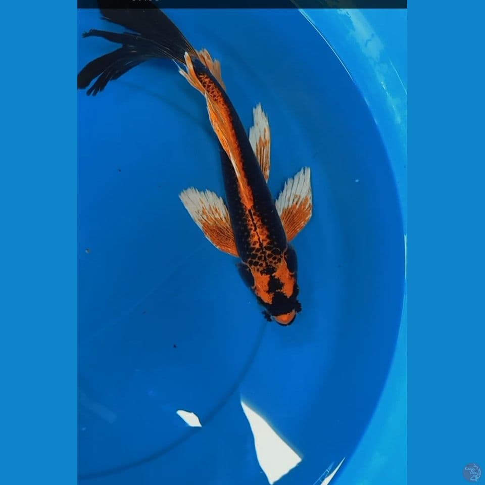 Kabuto slayer 39 cm 