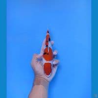 25cm Female halus
