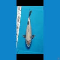 F1 TATEGOI 47CM FEMALE