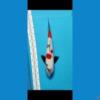 47CM MALE KINDAI SHOWA