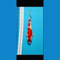 42CM MALE F1 SANDAN KOHAKU